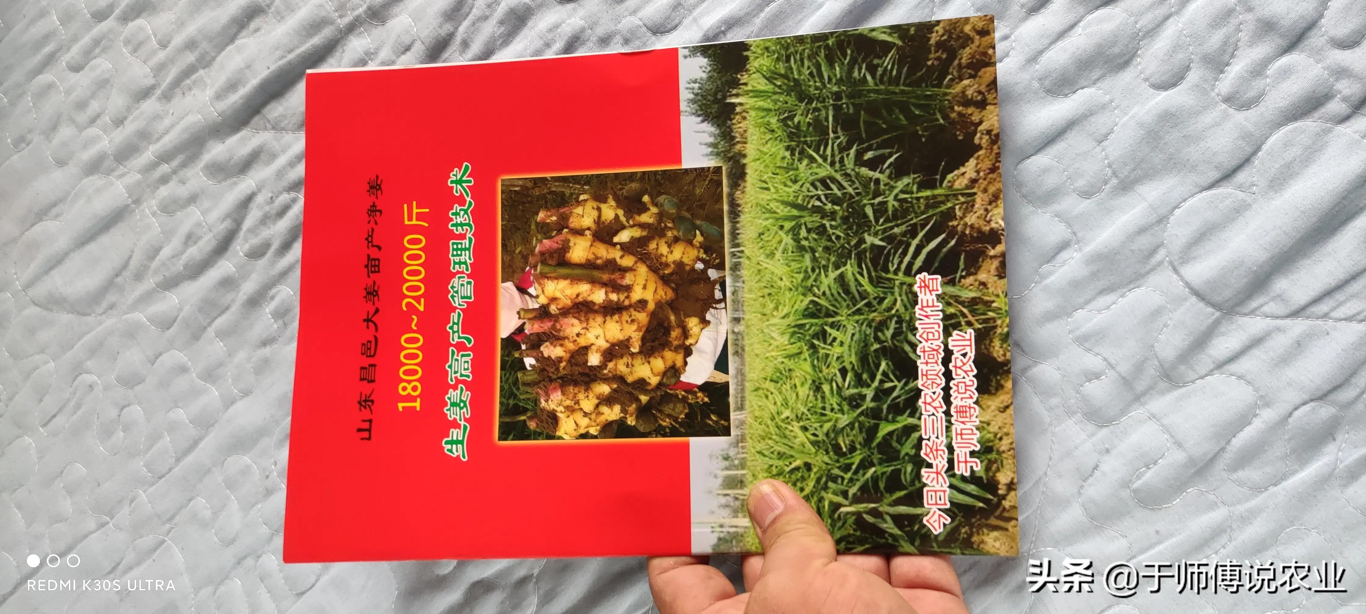 生姜出苗后遮阴方法田间管理,生姜高产注意事项