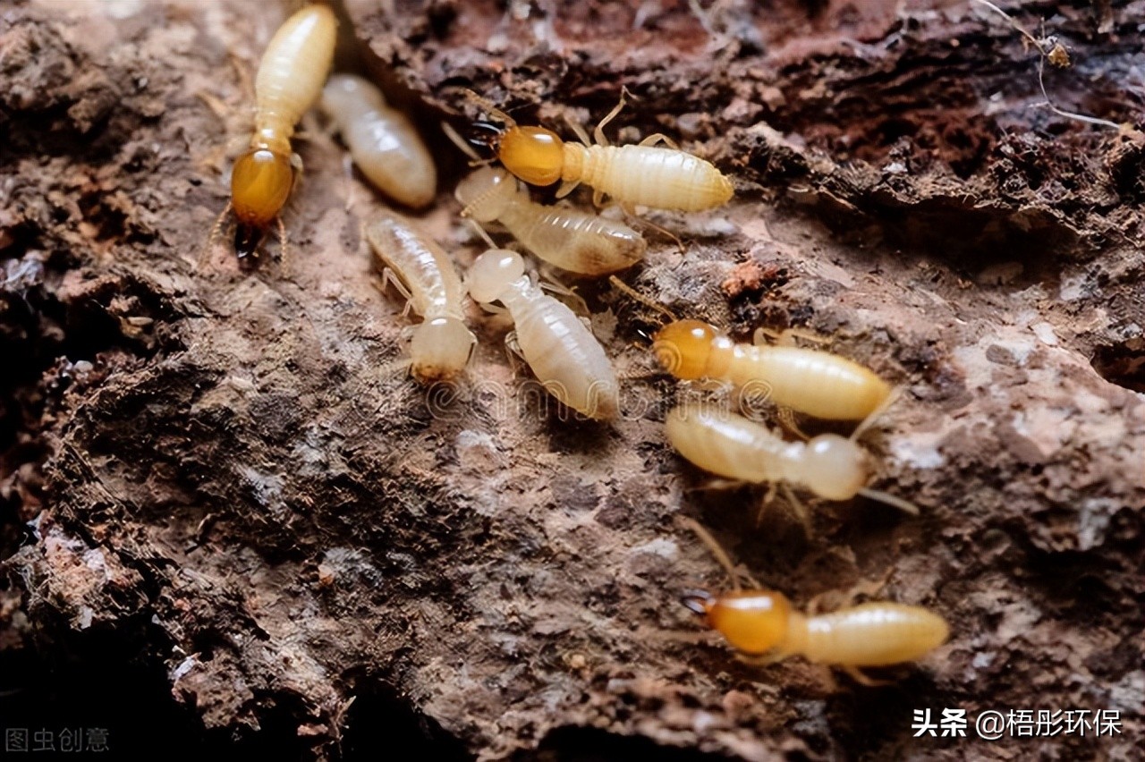 白蚁如何自己防治,白蚁的防治方法5点