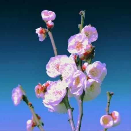 蓝珍珠花岗岩台阶,防滑槽花岗岩台阶