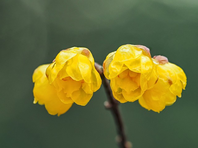 腊梅澳洲腊梅有香味吗,澳洲腊梅怎么感觉像假的