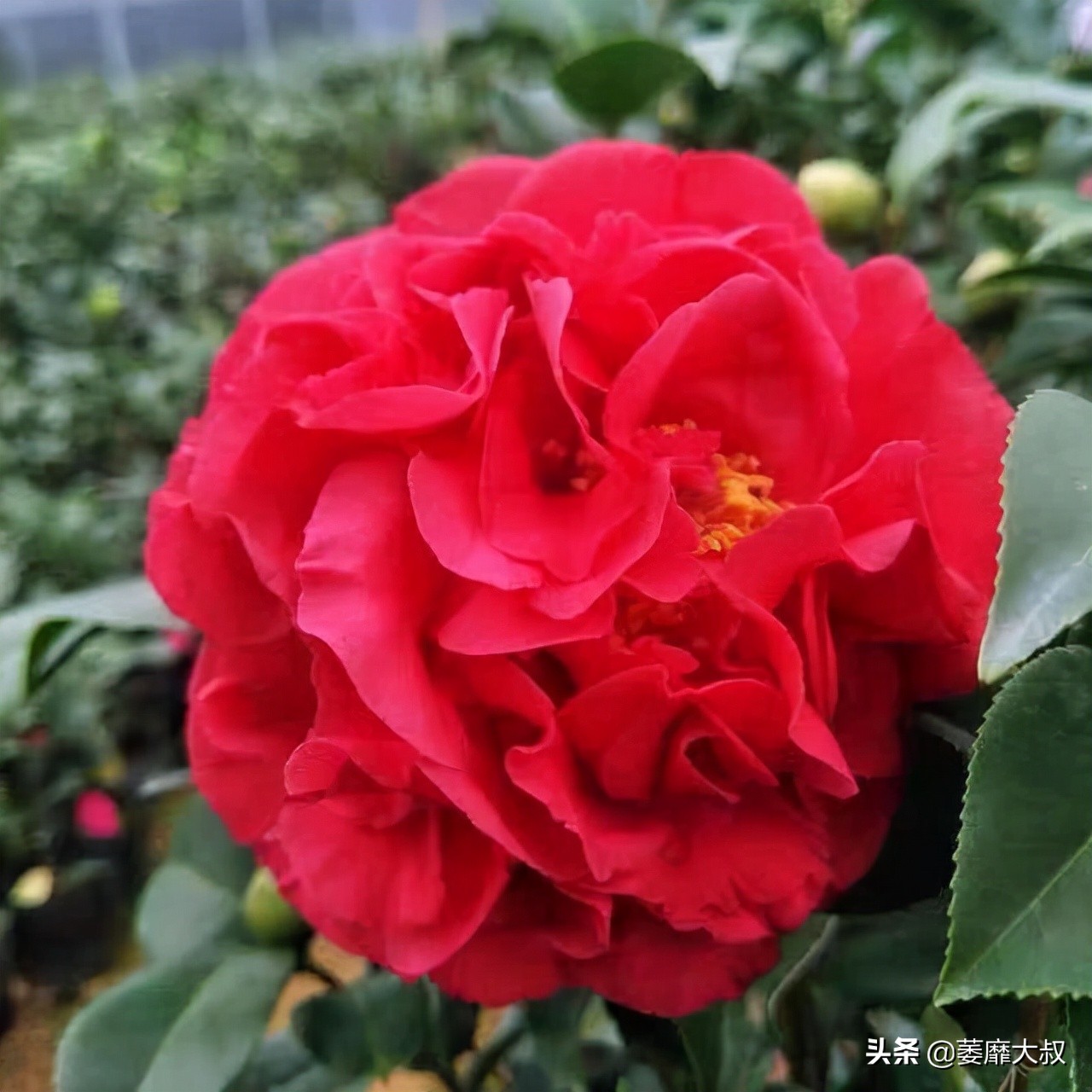 此花简单易养四季开花极为别致,此花花色繁多有淡香味易养易成活