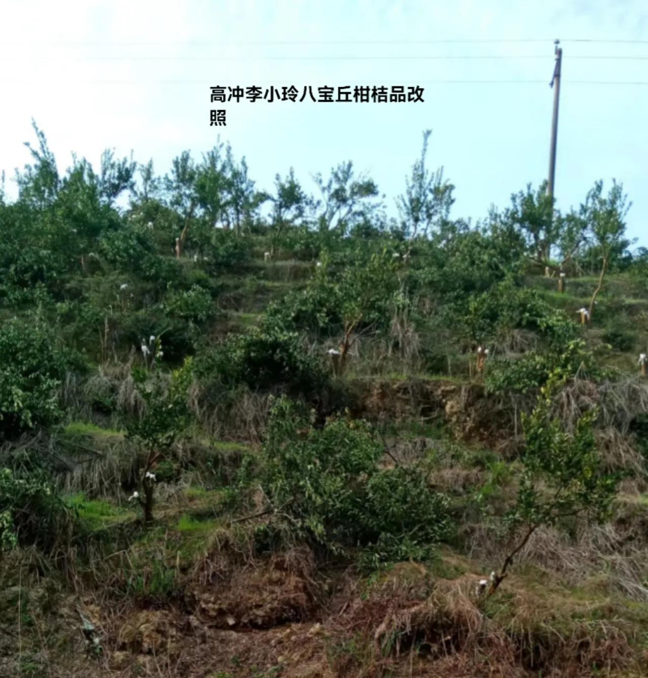 大力发展柑橘产业,培育壮大柑橘业助力乡村振兴