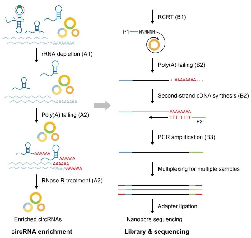 植物rna测序,全长16s测序实验