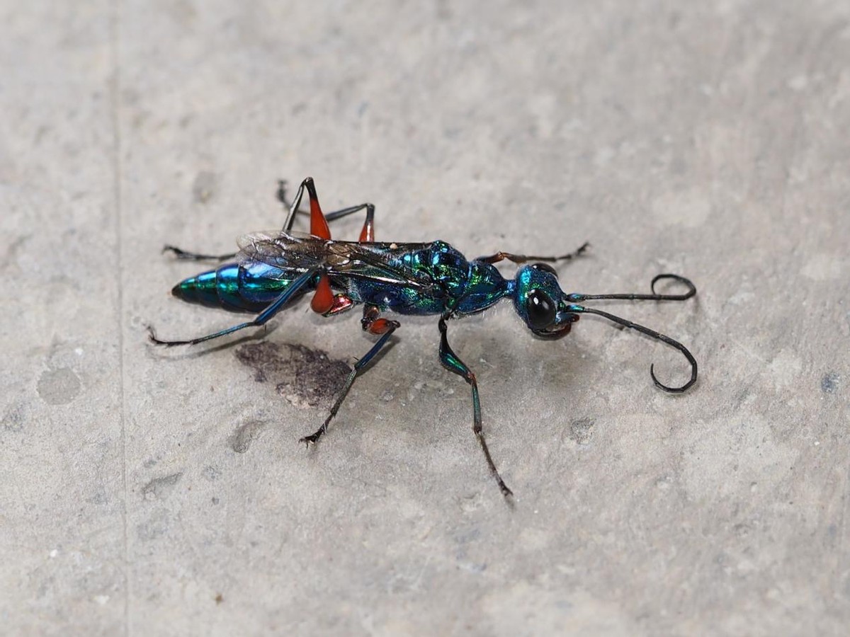 蟑螂的噩梦：自然界的“摄魂怪”，把蟑螂变成傀儡，让它主动赴死