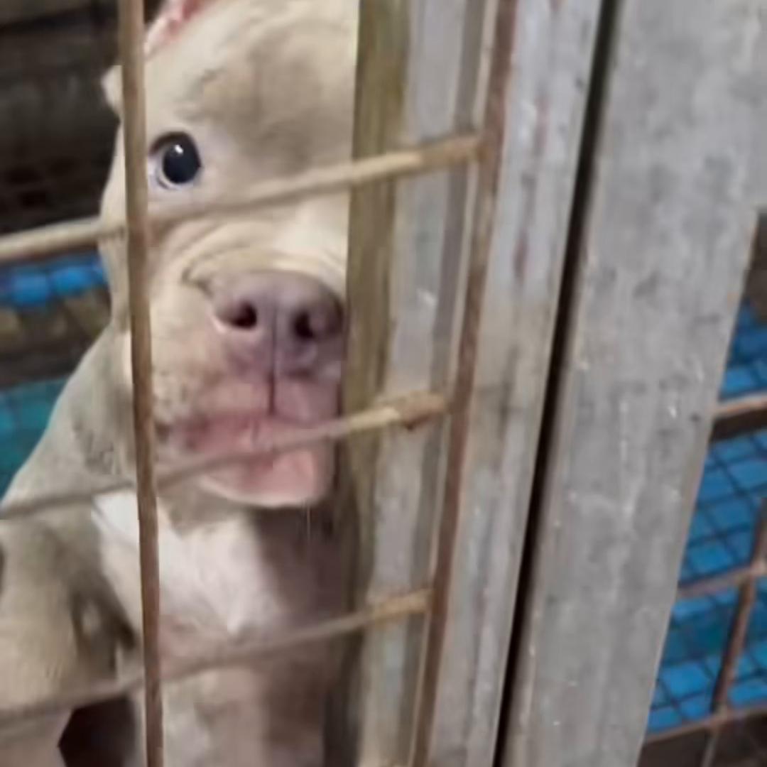 恶霸犬得了皮肤病掉毛怎么治疗,恶霸犬视频大全集