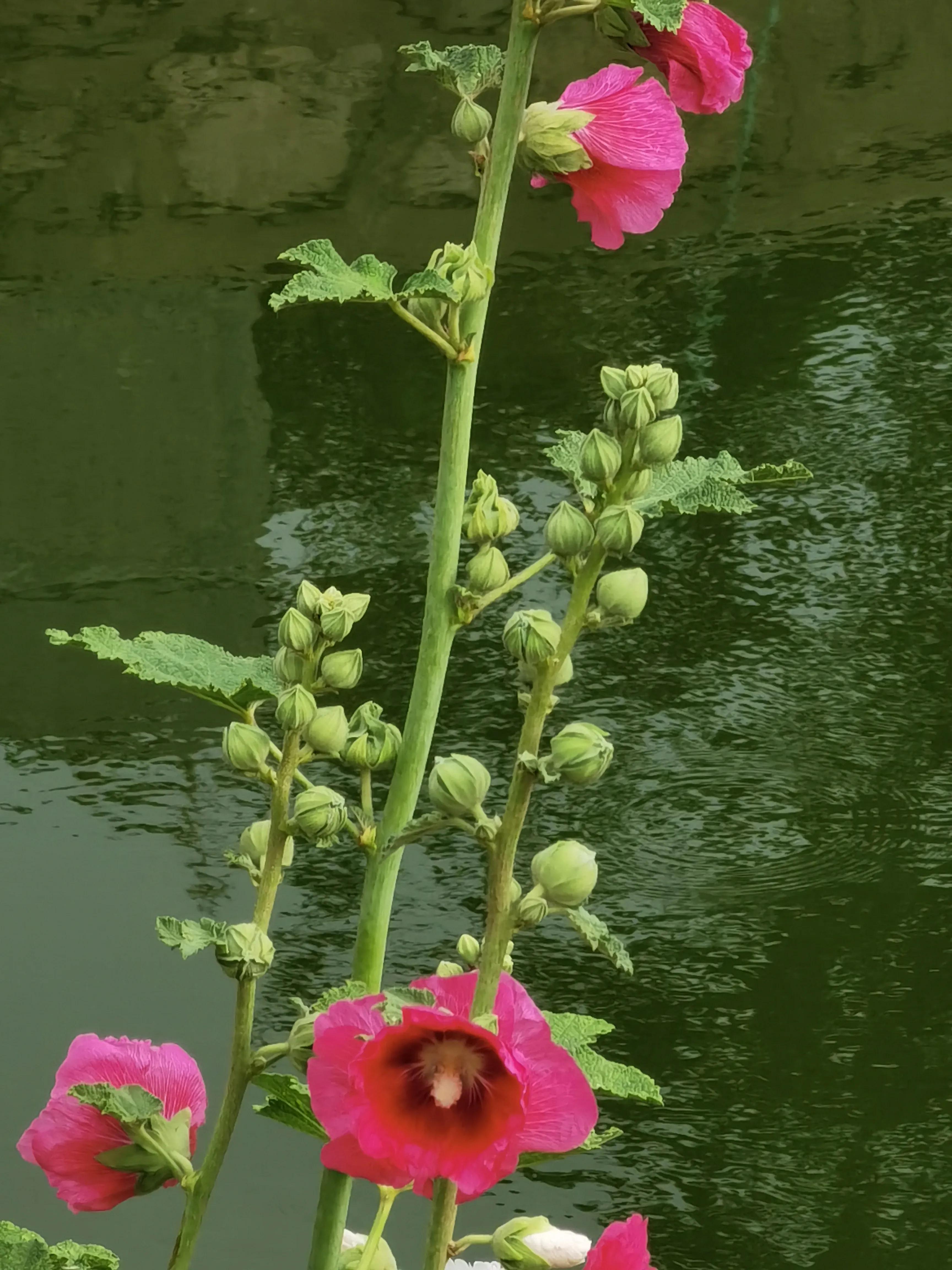生活日记家的味道,生活札记300字