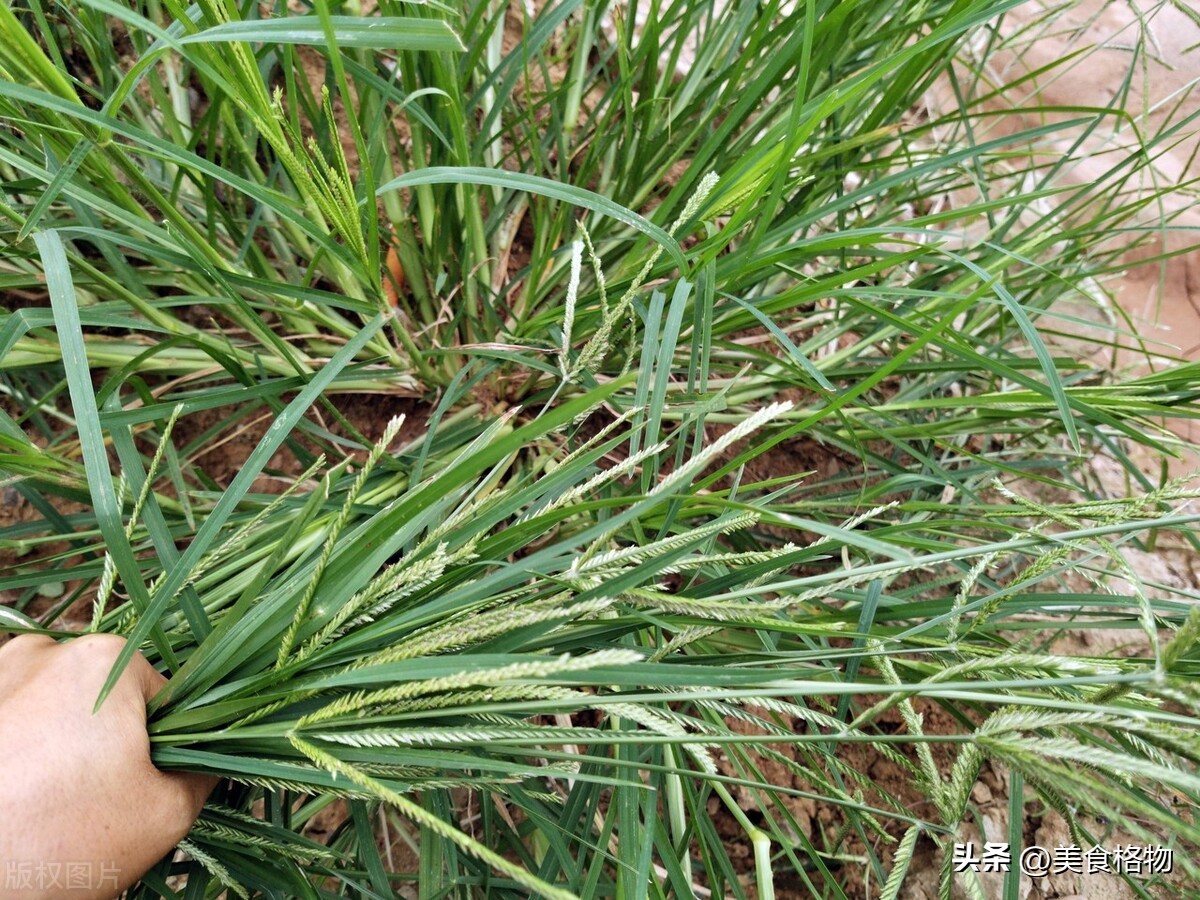 牛筋草煮鸡蛋的功效与作用科学吗,牛筋草煮鸡蛋农村生活