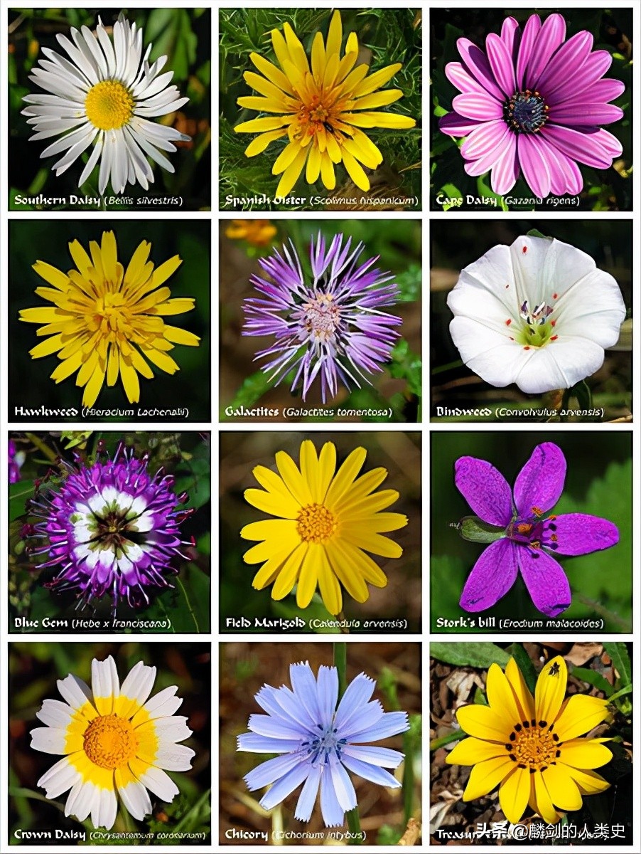 被子植物典型植物,被子植物和裸子植物种类