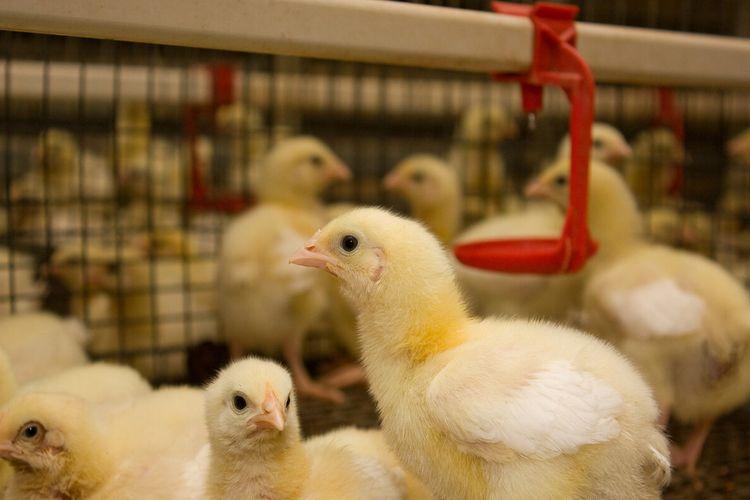 小雏鸡屁股上粘屎怎么办,小鸡粪便有泡沫怎么回事