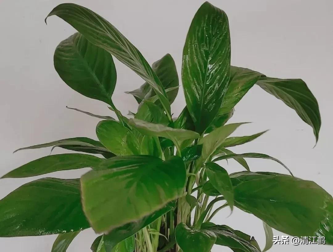 白鹤芋不开花别急着扔,“5步骤”矫正养护,叶子油绿花开不断