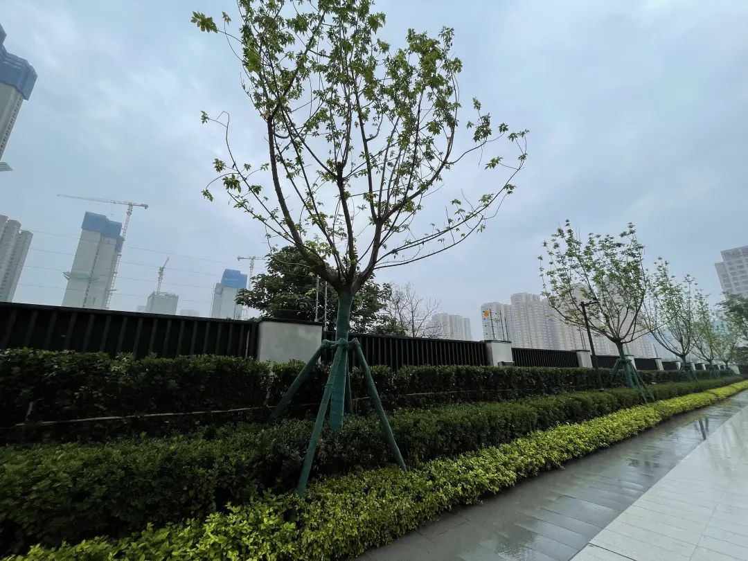 旭辉国宸府延期,房住不炒不等于房价不涨