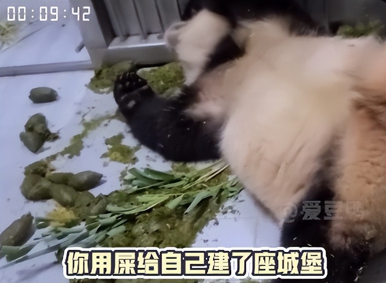熊猫母子分开后再次相见,熊猫至死不渝的爱情