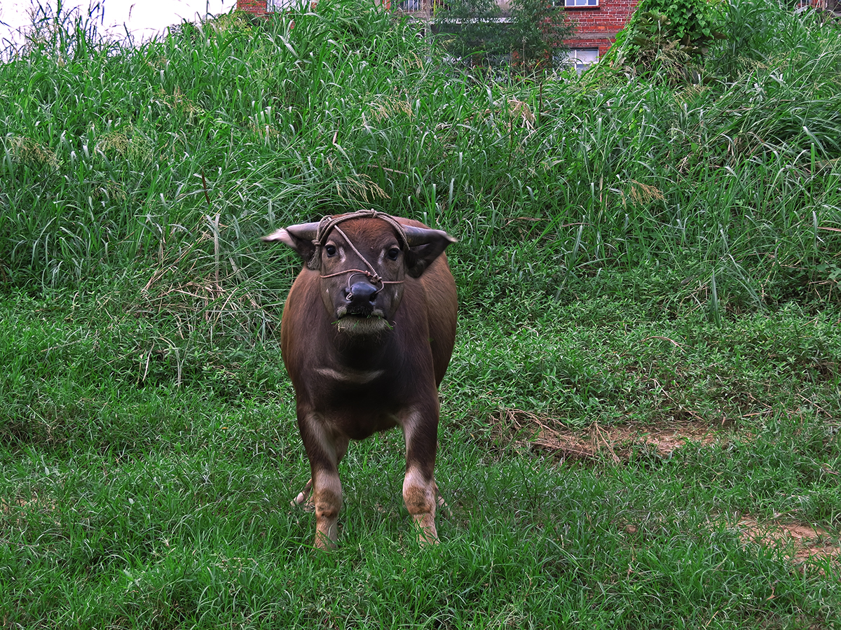 牛胃积食胀气怎么解决,牛胃积食怎么办快速解决