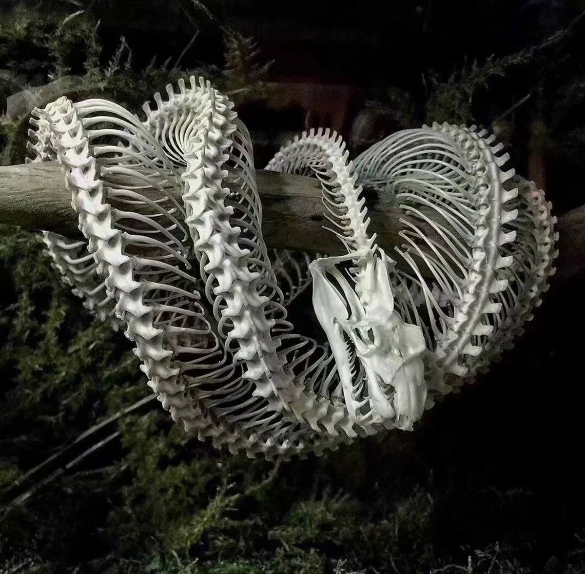 美一男子斩下蛇头,十分钟后险些被蛇头咬死,蛇头为何能僵而不死