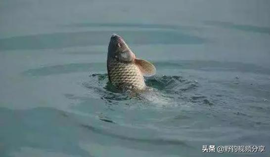 水里有小虫子就钓不到鱼怎么回事,水里有鱼为什么就是钓不到