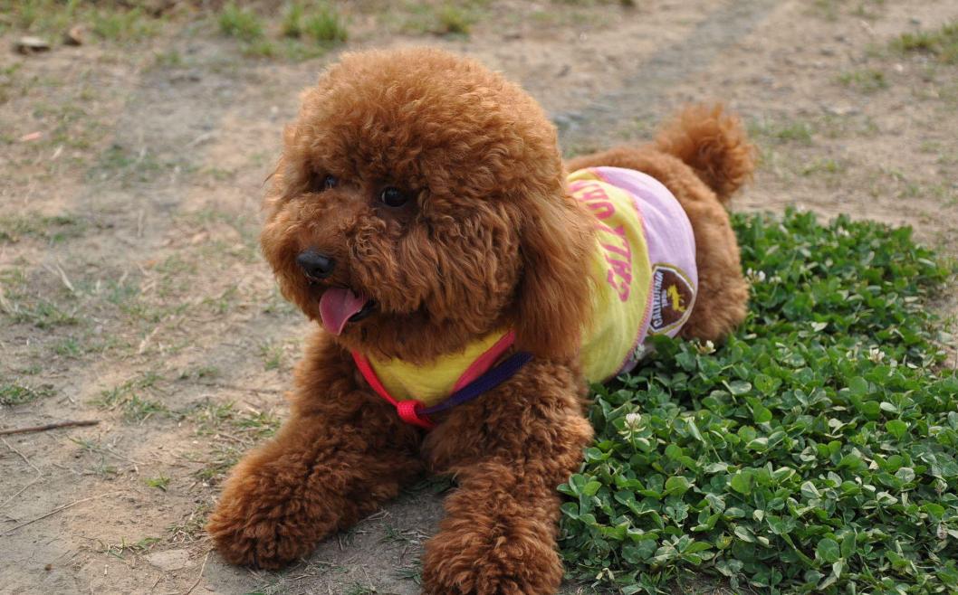 不知道怎么选择颜色的时候,黑色泰迪和什么颜色的配好看