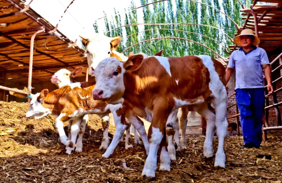 楂樺彴鍘块粦娉夐晣鑴辫传,閲戠墰璐峰姪鍏绘畺鎴峰疄鐜拌嚧瀵屾ⅵ