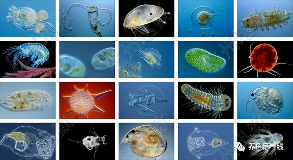 家鱼养殖如何投苗,养殖鱼技术和鱼苗