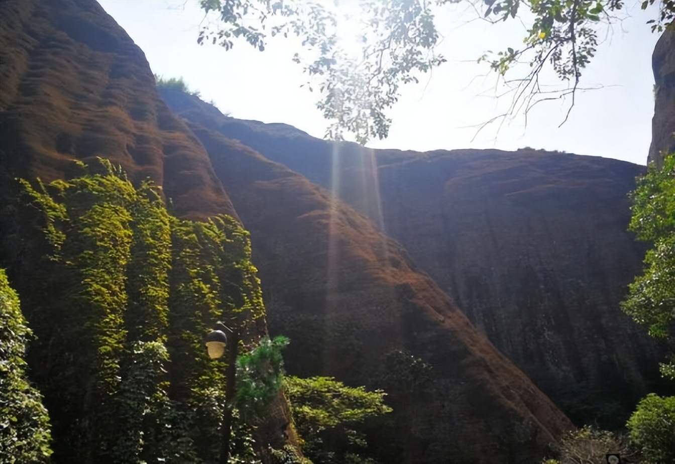 痛心的技术泄密：英国*子骗**从中国偷走两种树苗，中国损失百亿纹银