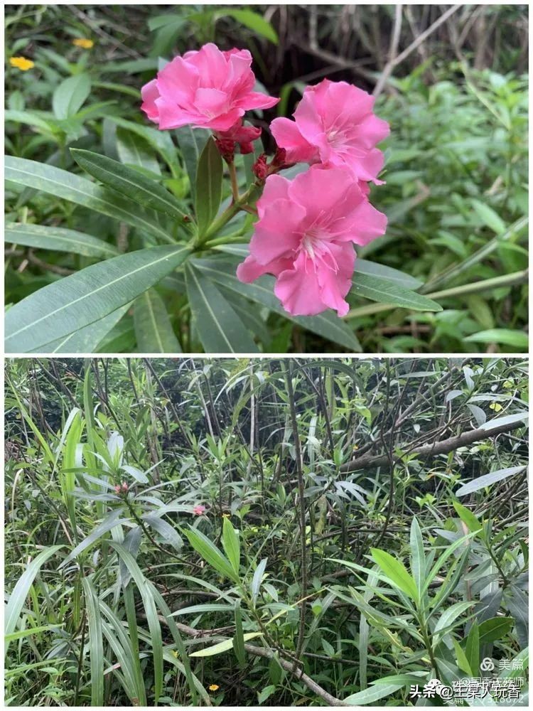 石家庄挖野菜攻略,挖野菜攻略