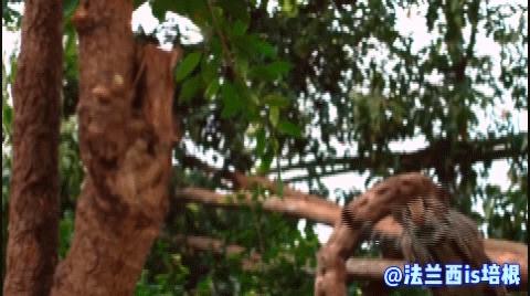 中国最难人工繁育的动物,我国濒危的豹