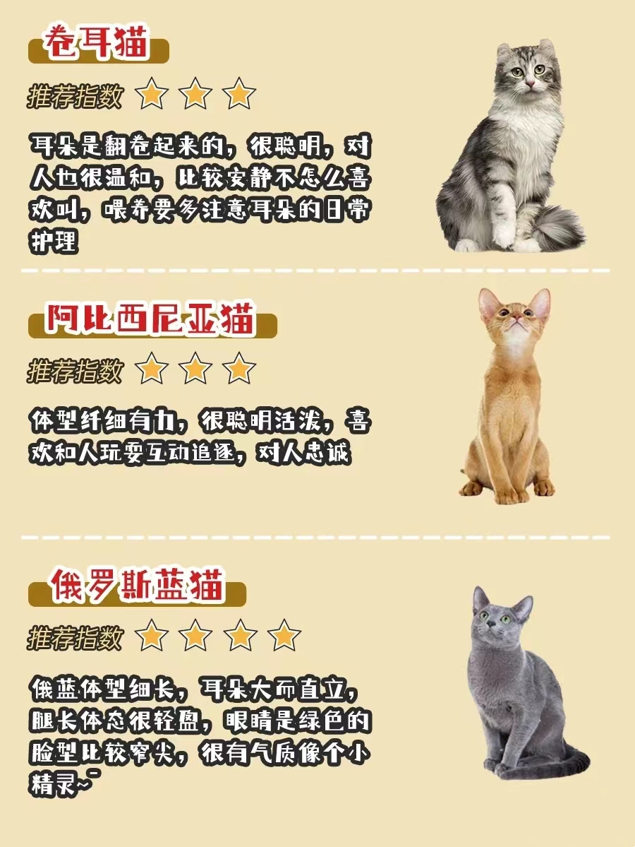 不同品种猫的习性,银渐层猫配什么品种的猫最好