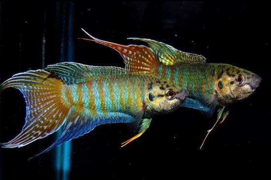 虾田72杂鱼之三中华斗鱼，被人误解的粗壳鱼却是最有价值的小杂鱼