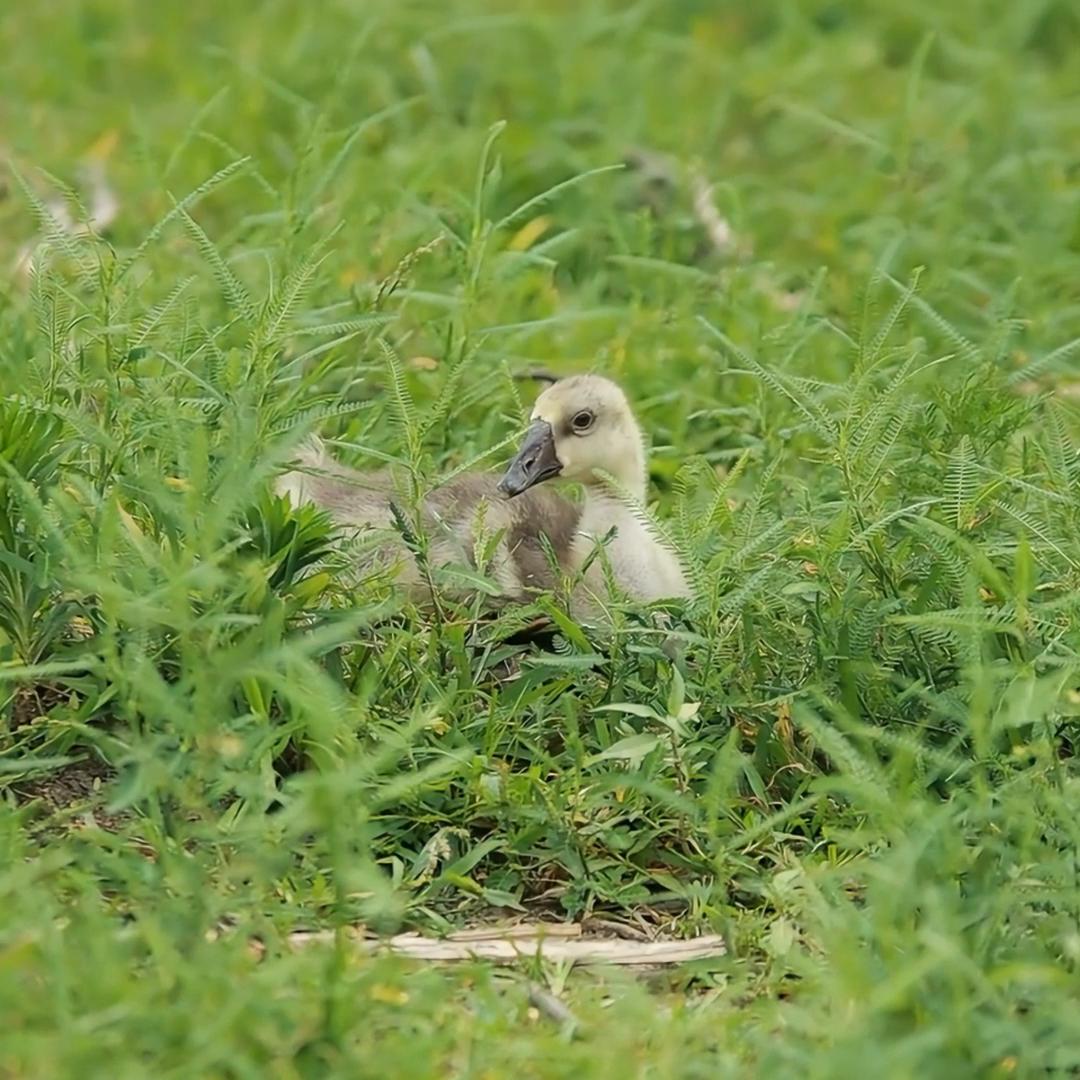 做真实的自己，做真实的产品。#乡村味道