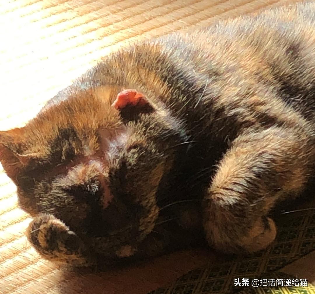 女孩救下一只差点被货车撞死的猫,小女孩救下乌鸦被夺走眼睛