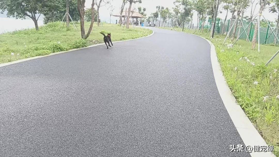 狗不能喂得太饱经典语录,狗不能喂得太饱是什么意思