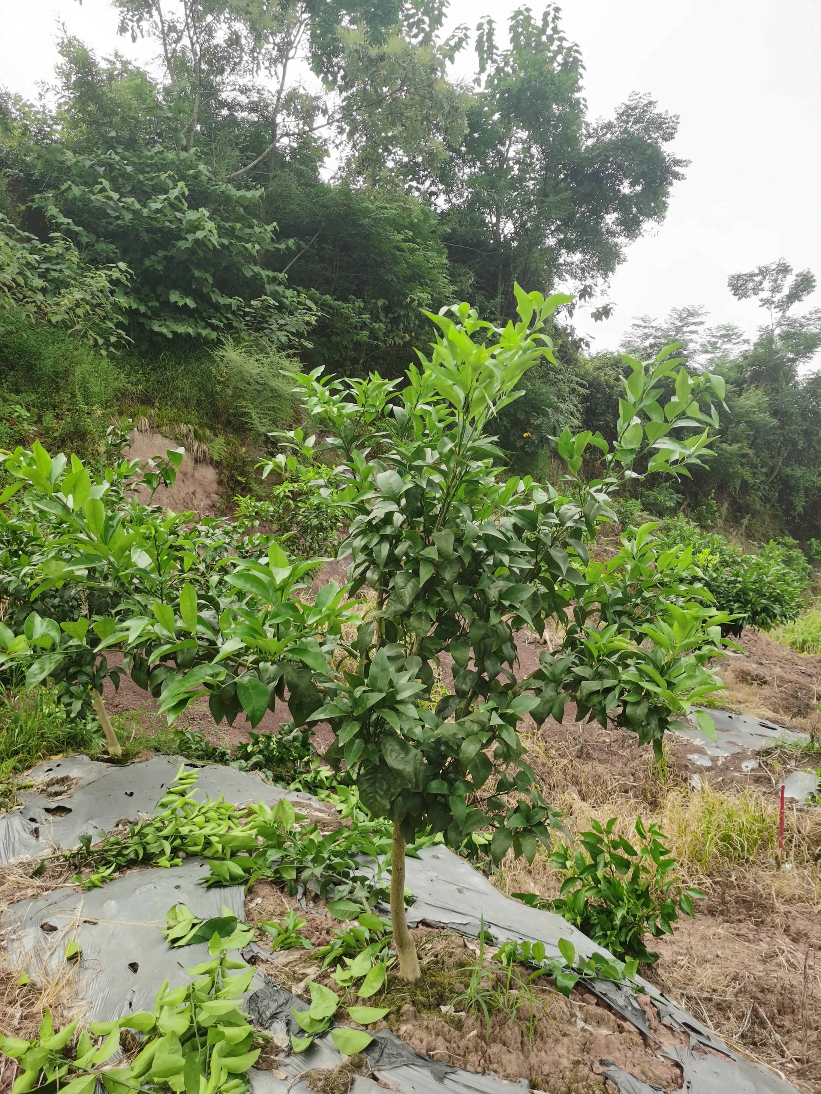 柑橘修剪内膛强枝能留桩吗,柑橘修剪空了能春梢带花吗