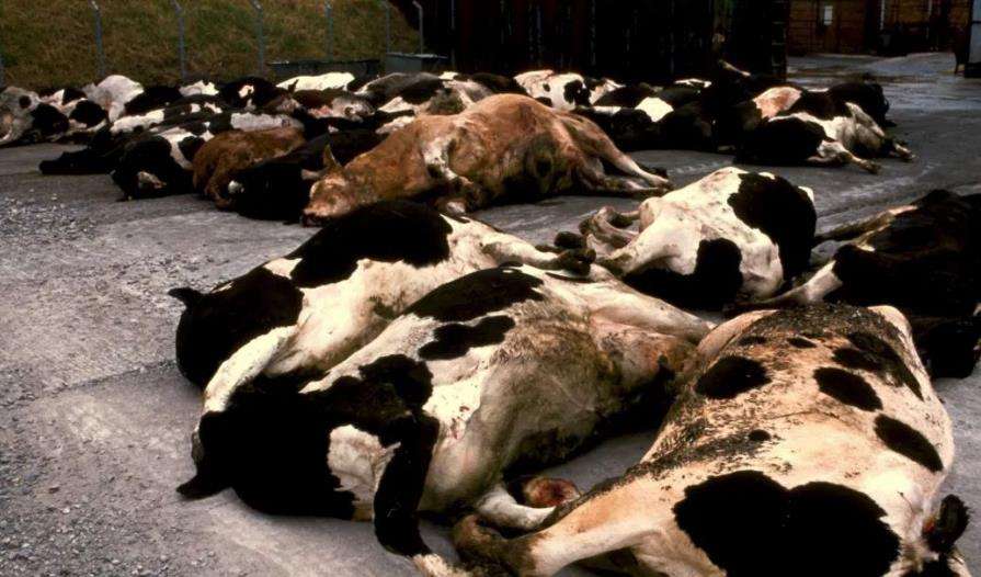 致死率100%！朊病毒无药可救且烹煮杀不死，感染后会有多恐怖？