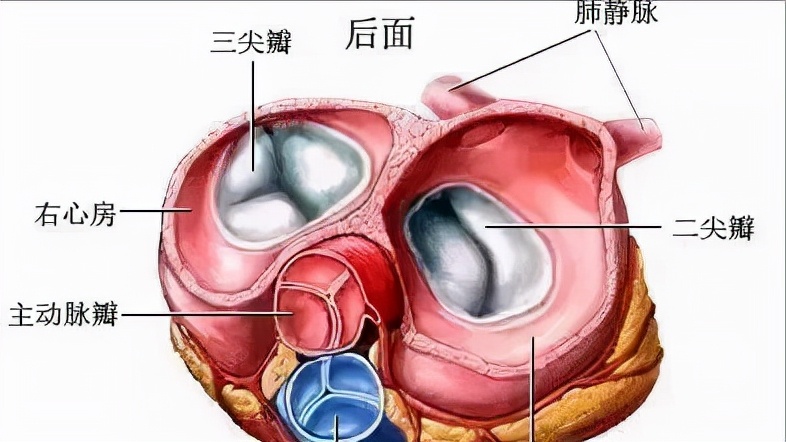 心脏瓣膜病手术具体怎么做,心脏瓣膜病什么程度需要手术
