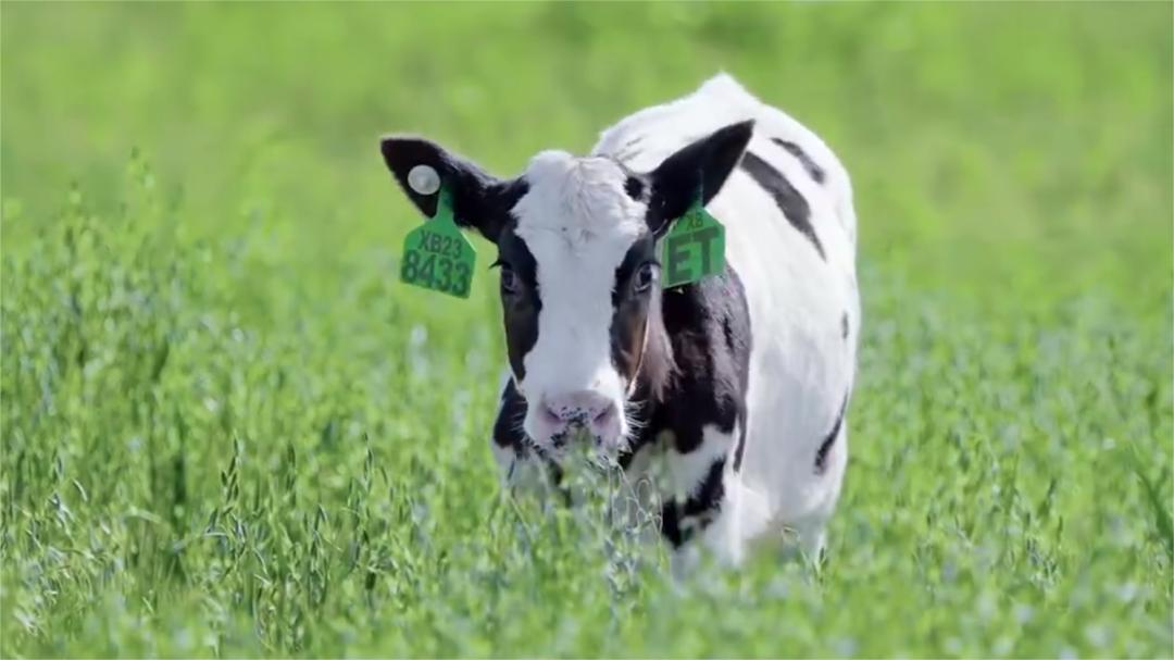 金领冠伊利奶粉金装怎么样,伊利金领冠奶粉卖点是什么