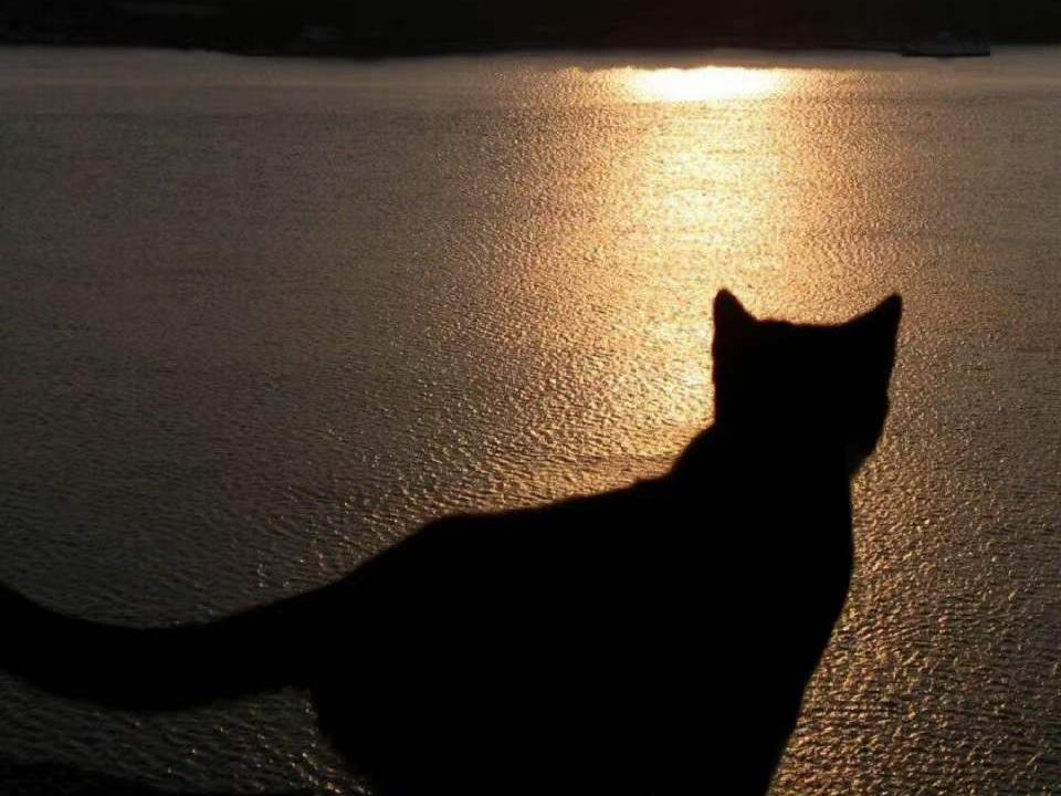 橘猫与咖啡,喝咖啡的橘猫