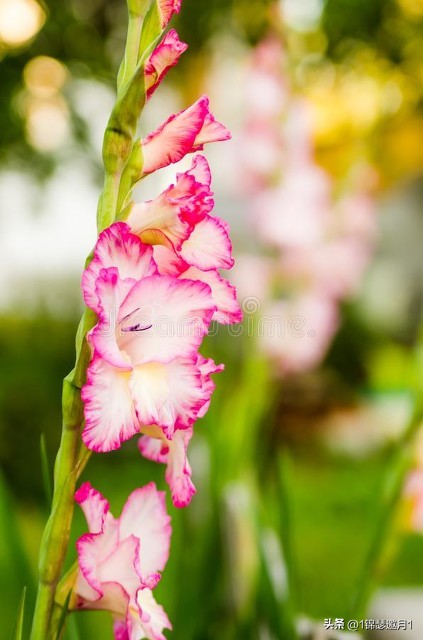 剑兰花最美图片,剑兰花的摄影图片