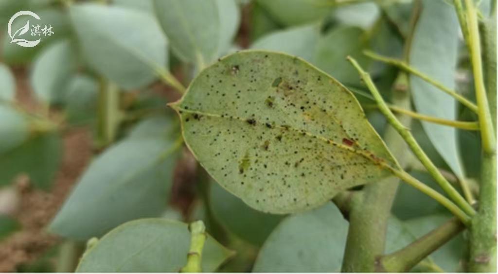 香樟树虫害有哪些,香樟树虫害会把樟树致死吗