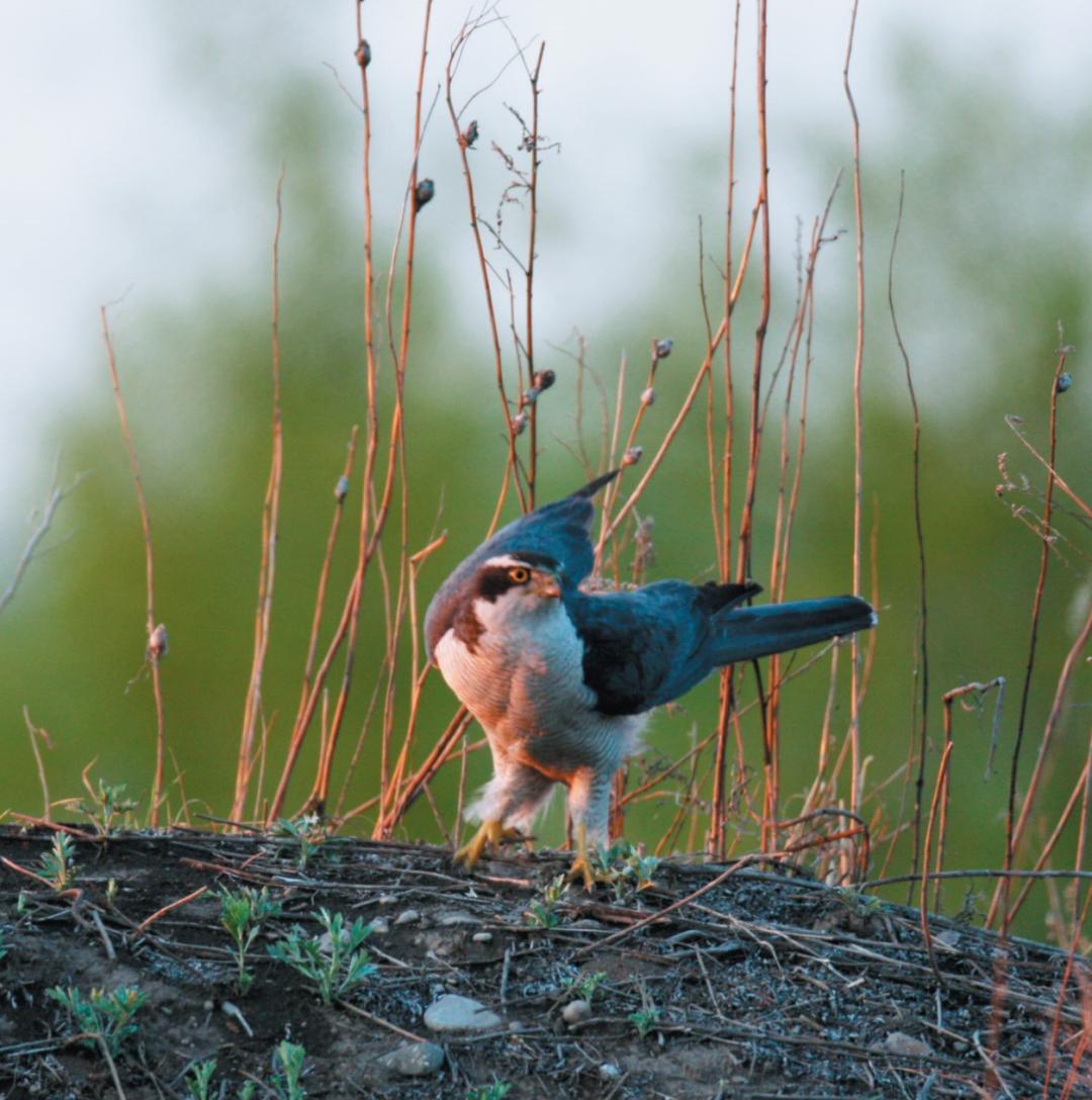 湿地可以开发什么旅游项目,黑龙江旅游必去十大湿地排名