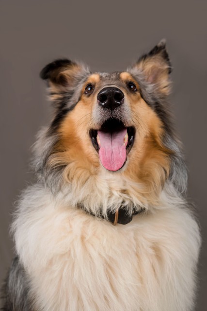 关于德牧的6个冷知识,苏格兰狗的知识