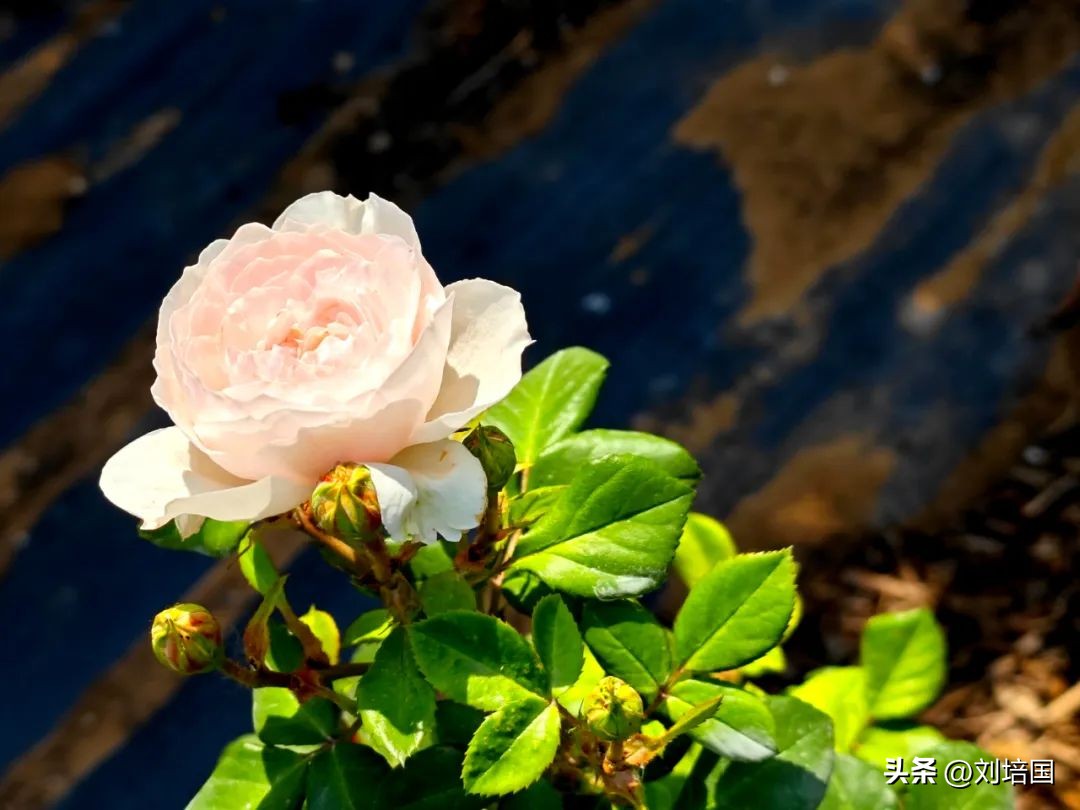 市花月季公园,市花月季