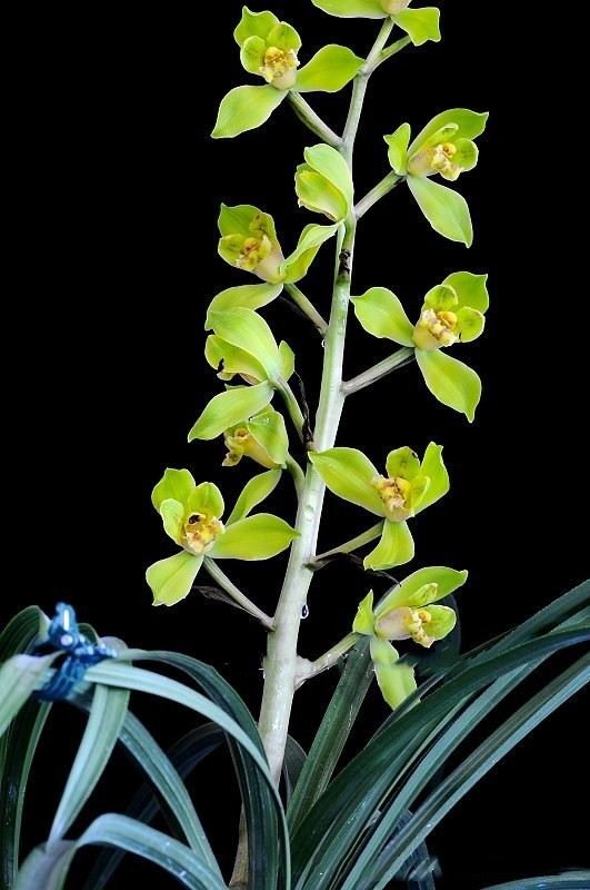 各次兰展中的天价兰花,2018兰展天价兰花图片