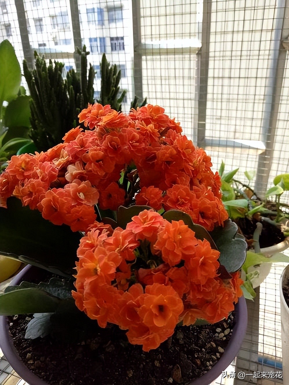 冬天养长寿花怎么才能保暖开花,冬天养长寿花几个小窍门