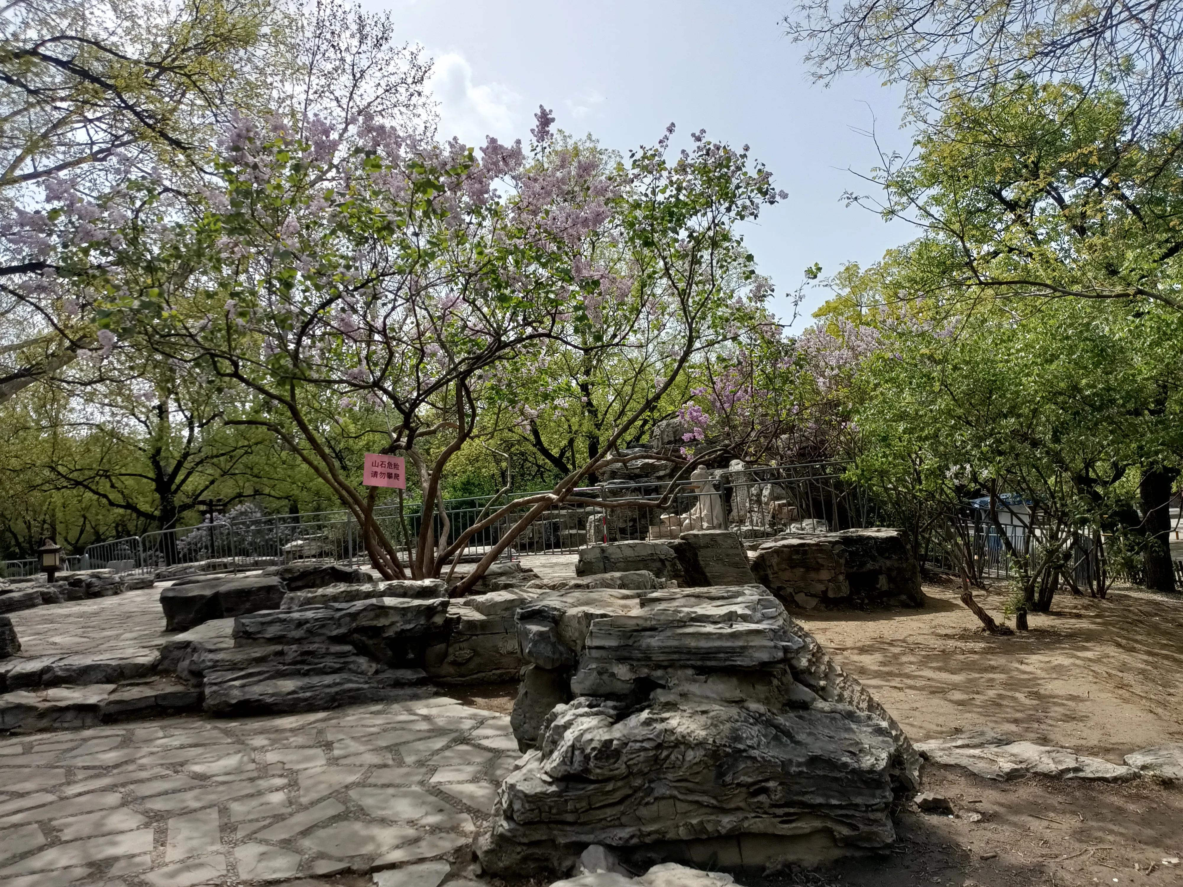 春天花开满园，梅花富贵险中求，心情美美哒