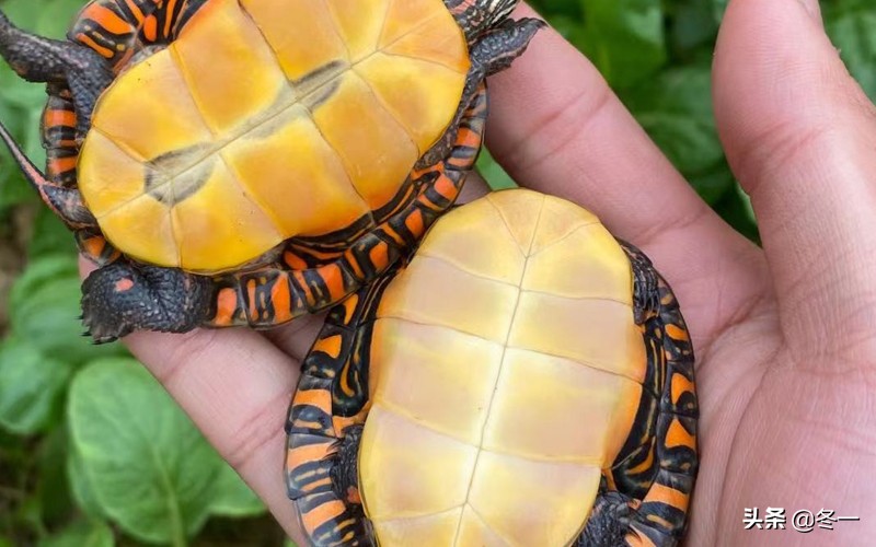 新手养龟的基本知识,入门养龟用什么龟缸