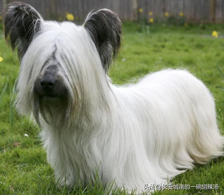 世界名犬大赛全程视频,世界名犬下司犬排名