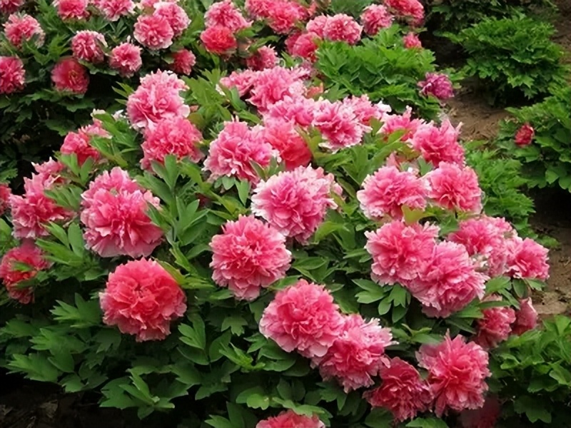 家里好不好就看门前草,老话说家里院子前不插柳后不栽桑