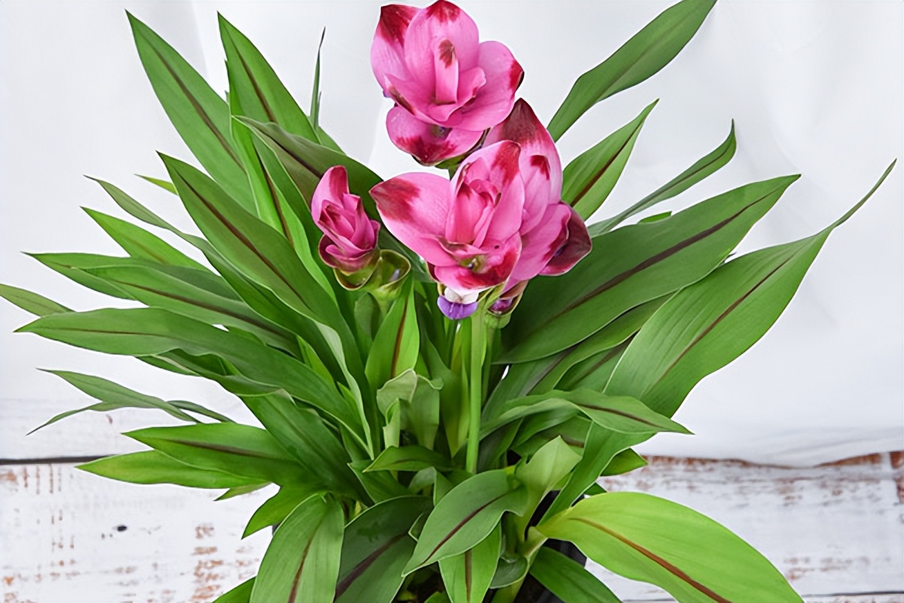 家里养姜荷花有什么禁忌,姜荷花盆栽的花期多久