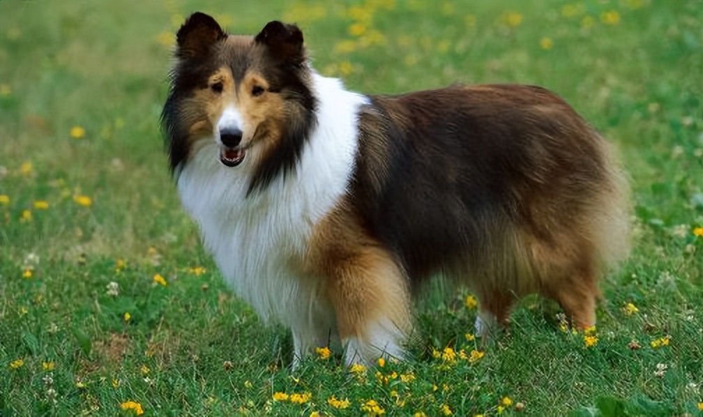 六种最常见的狗狗图片和名字,12种超惹人喜爱的狗狗你认识几种