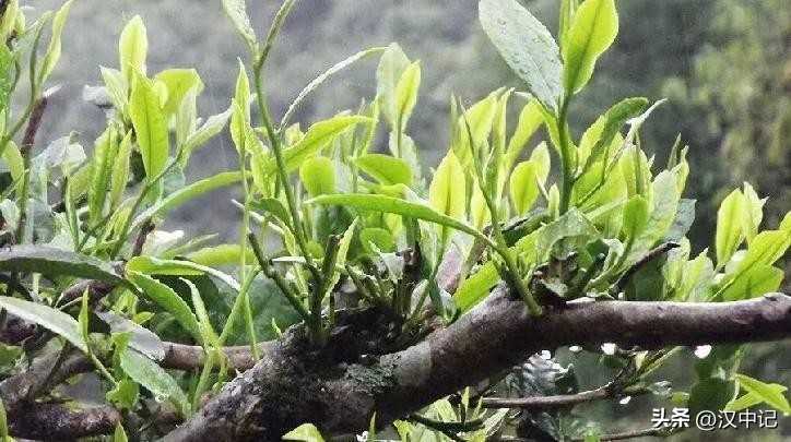 向氏茶业：聚焦高质量发展念好“绿叶”致富经