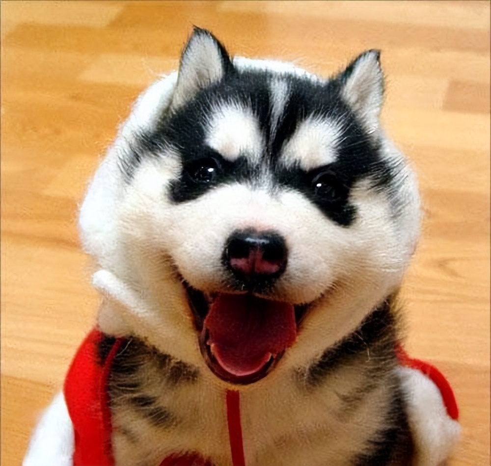 萨摩耶犬和哈士奇犬哪个狗狗更好,萨摩耶犬和哈士奇哪个比较好养